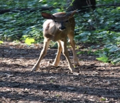 Westwood2013 Deer 043
